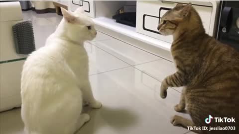 Funny cat video | cat says I LOVE YOU!