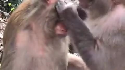 Couple Monkey