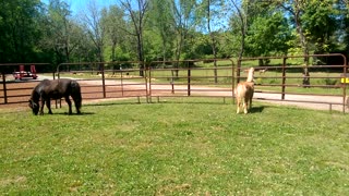 Mini-Horse Lil-Bit Sees Goats for the First Time