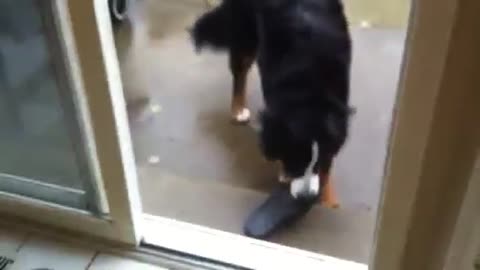 Clever dog reveals where he hid slipper