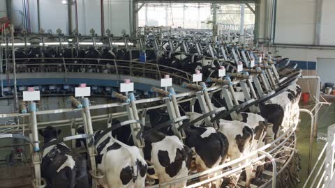 Cows during milking on a rotary milking parlor in a large dairy farm