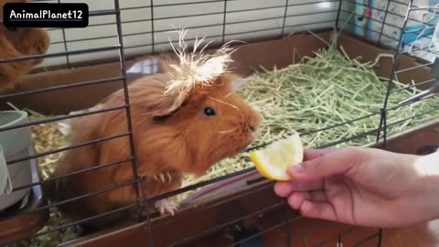 My pets tried to eat lemon! Funny video_ AnimalPlanet12 _ (720P_HD).mp4