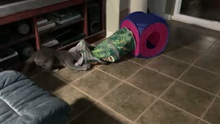 cat in tunnel!