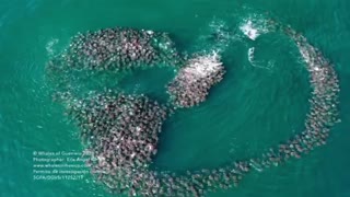 Rare Moment Humpback Whale Plays With Shoal Of Stingrays