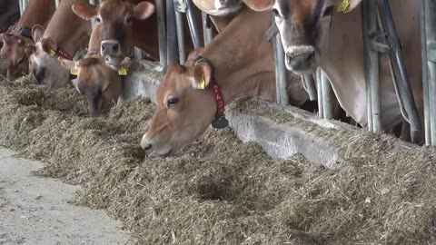 Iowa requiring avian influenza testing for exhibition dairy cows