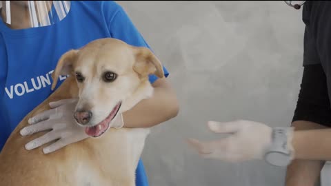 Funniest Dog videos compilation 2 FUNNY DOG Videos