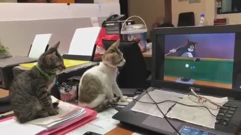 2 cats watching Tom and Jerry viral