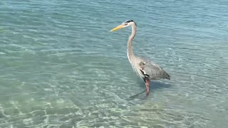 This great blue heron is scanning the water for a fresh meal