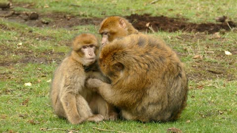 Monkey Mom Clean her baby