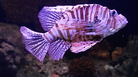 A Scorpion Fish In An Aquarium 2021