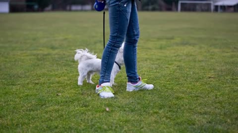 Hyper white dog jumping on leash