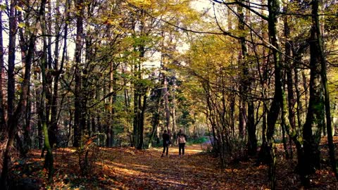Tourists walk through the forest in autumn