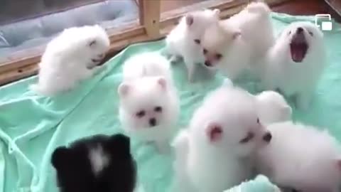 cute white dogs begging for food