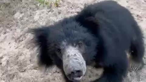 The bear that came to us