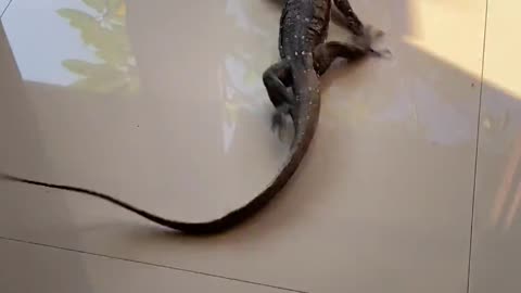 Lizard Scrambles Across Tile Floor