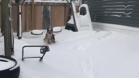 Dog loves the snow