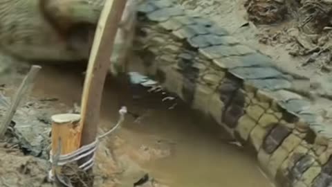 Wow Wonderful Crocodile Trapping | New Skill Videos