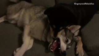 Two dogs on couch one biting the others mouth