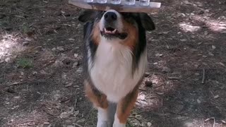 Impressive Pooch is the Best at Balancing