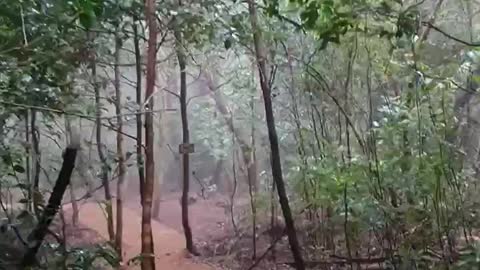 Mysterious forest path. A foggy forest road. Dreamlike.