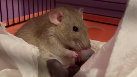 Baby rats - ratos bebê