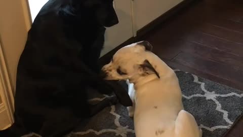 A dog pets another dog