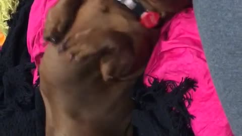 Brown dog rolling around in sheets