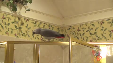Vocal parrot eats green beans and enjoys them Hbbchvbb