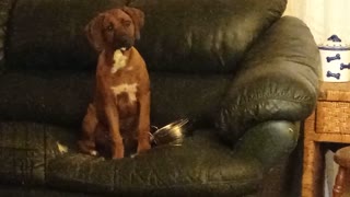 Puppy Tries To Obey, Couch Stuffing Not Cooperating