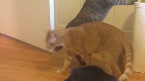 Orange and grey cat play bubbles