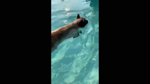 Amazing, a swimming cat!🙀😸 #Shorts #Animals