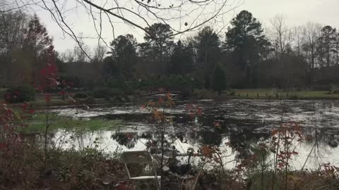 Nature Walk in Georgia