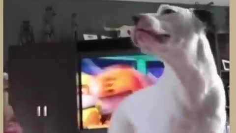 Dog having fun with baby , Funny Videos