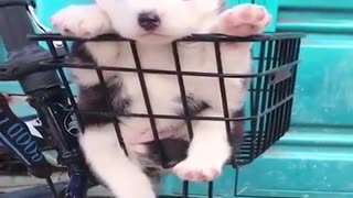 Funny dogs and puppies videos