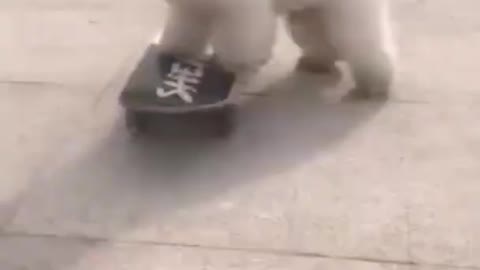 Cute dog playing