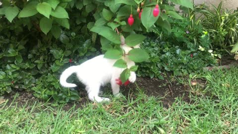 a white kitten playing with flowering plant