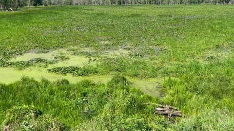 Stock Footage Green Wet Land Pond or Marsh 50001
