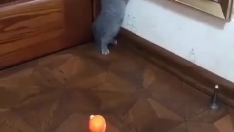 kitten scared of the doll