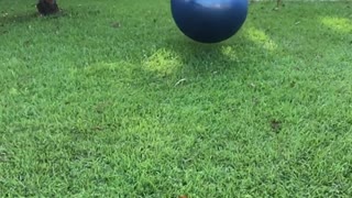 Boy Eats It Trying To Bounce Off Yoga Ball