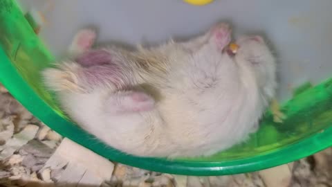 Hamster eats snack in the laziest possible way marioj02M