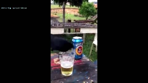 Bird drinking beer