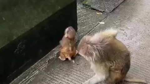 Funny animals