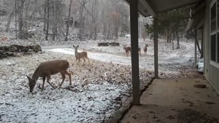 Hungry Deer on a Snowy Day - Part 2