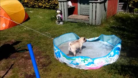 Pug goes crazy playing with water for first time