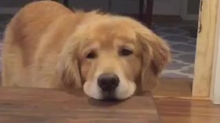 Lazy dog resting head on table