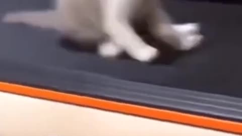 funny cat tiktok #Shorts