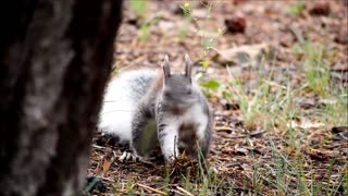 squirrel hiding food underground tree stash