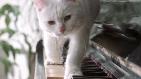 Cutest cat play keyboard, 😻😻