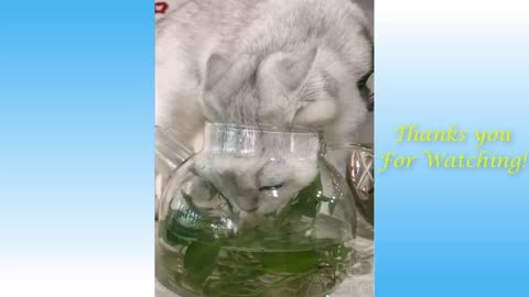 Cute Pets And Funny Animals Compilation - Pets Garden very cute #cute