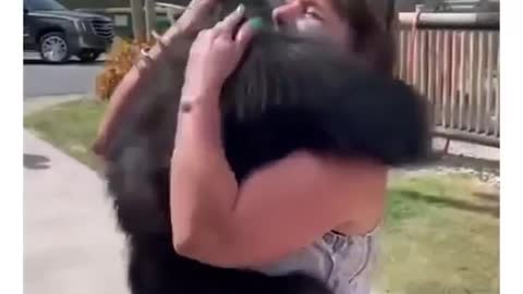 Gorilla get excited after seeing his care taker for long time